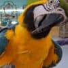 Young and tamed beautiful macaws for sale photo 6