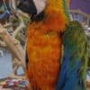 Young and tamed beautiful macaws for sale photo 7