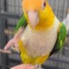 Tamed Caique parrots for sale photo 1