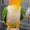 Tamed Caique parrots for sale photo 2