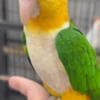 Tamed Caique parrots for sale photo 3