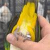 Tamed Caique parrots for sale photo 4