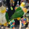 Tamed Caique parrots for sale photo 5
