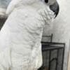 Hand raised and tamed cockatoos for sale photo 1