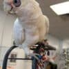 Hand raised and tamed cockatoos for sale photo 3
