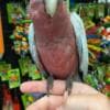 Hand raised and tamed cockatoos for sale photo 4
