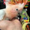 Hand raised and tamed cockatoos for sale photo 6