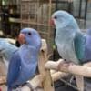 Beautiful and tamed Indian Ringneck photo 1