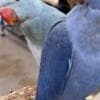 Beautiful and tamed Indian Ringneck photo 2