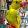 Beautiful and tamed Indian Ringneck photo 4