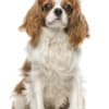 Miniature Bernedoodle Puppies photo 1