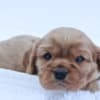 Miniature Bernedoodle Puppies photo 2