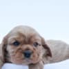 Miniature Bernedoodle Puppies photo 3