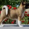 American Akita Puppies photo 1