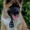 American Akita Puppies photo 2