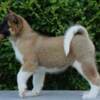American Akita Puppies photo 4