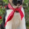 American Akita Puppies photo 6