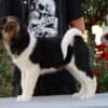 American Akita Puppies photo 7