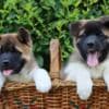 American Akita Puppies photo 8