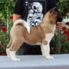 American Akita Puppies photo 9