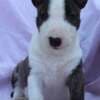 Mini Bull Terrier – Beautiful Puppies photo 1