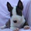 Mini Bull Terrier – Beautiful Puppies photo 3