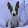 Mini Bull Terrier – Beautiful Puppies photo 5