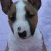 Mini Bull Terrier – Beautiful Puppies photo 6