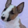 Mini Bull Terrier – Beautiful Puppies photo 7