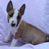 Mini Bull Terrier – Beautiful Puppies photo 8