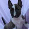 Mini Bull Terrier – Beautiful Puppies photo 9