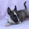 Mini Bull Terrier – Beautiful Puppies photo 11