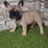 French Bulldog photo 1