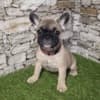 French Bulldog photo 2