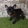 French Bulldog photo 3