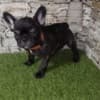 French Bulldog photo 4