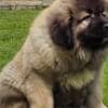 Caucasian Shepherd, puppies photo 1