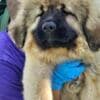 Caucasian Shepherd, puppies photo 3