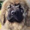 Caucasian Shepherd, puppies photo 4