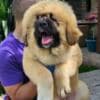 Caucasian Shepherd, puppies photo 5