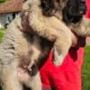 Caucasian Shepherd, puppies photo 7