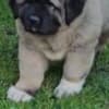 Caucasian Shepherd, puppies photo 8