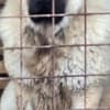 Caucasian Shepherd, puppies photo 9