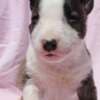 Mini Bull Terrier Puppies photo 1