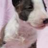 Mini Bull Terrier Puppies photo 2