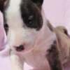 Mini Bull Terrier Puppies photo 3