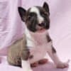 Mini Bull Terrier Puppies photo 4