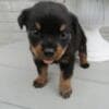 Purebred Rottweiler puppies German bloodline for sale photo 1