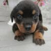 Purebred Rottweiler puppies German bloodline for sale photo 2