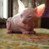 12 weeks old Sphynx kittens photo 1